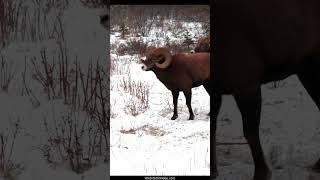 Bighorn Rams Headbutting During the Rut [upl. by Akisey]