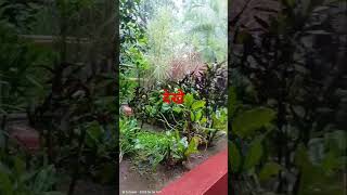 msansarinetwork viralvideo barish pani water rain khandala lonavala naat habibullah [upl. by Sari]