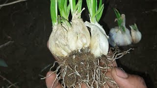 how and when to plant garlic clovesSouth African YouTuber [upl. by Valenta]