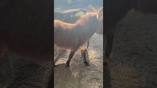 I’m back animals cutefarmanimals babyanimal goat babyanimals screaminggoat wildlife nature [upl. by Ekard691]