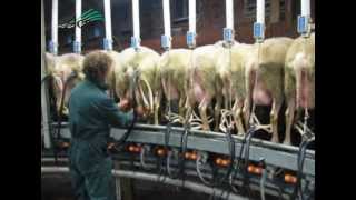 500 schapen melken met carrousel [upl. by Chickie]