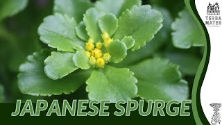 JAPANESE SPURGE Unveiled Descriptions and More Pachysandra terminalis [upl. by Aniluap]