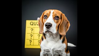 Can You Decode Your Dogs Sounds Take the Quiz pet facts dog [upl. by Forland466]