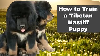 Tibetan Mastiff Puppy Training [upl. by Teloiv]