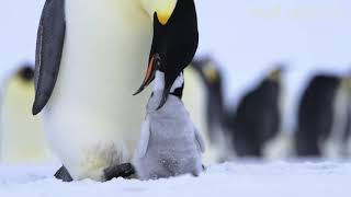 Emperor penguin Aptenodytes forsteri feeding chick Atka Bay Antarctica [upl. by Kella]