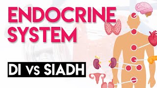 DI vs SIADH  Endocrine System Part 5 [upl. by Jak37]