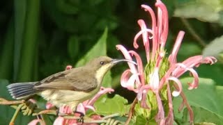 Sunbird pair spotted at Justicia carnea pink flower  sunbird nectar sound [upl. by Christabelle116]