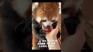 🍇🐼 아기 랫서팬더의 ASMR 거봉 먹방 소리까지 귀여워 healing cute animalshorts [upl. by Ahsitnauq]