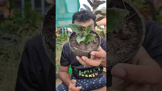 Reusing ♻️ old coconut 🥥 shell ⏩ Propagate🌿 indoor plant cutting reuse shorts [upl. by Friedrich]