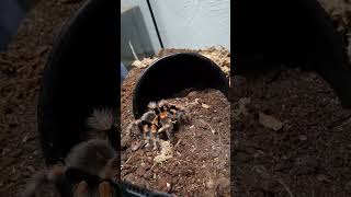 brachypelma feeding mexico nature [upl. by Lancaster]