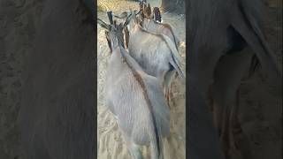 Donkey mating with horse racing video viral 2024youtubeshorts viralvideo shrots [upl. by Atteynek]