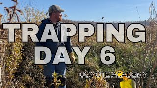 Trapping Day 6 Checking traps in the rain this morning but mainly fur handling in the barn [upl. by Yht]