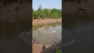 MENJALA ikan di sungai yang hampir mengering netfishing fish menjala menjalaikan [upl. by Willcox]