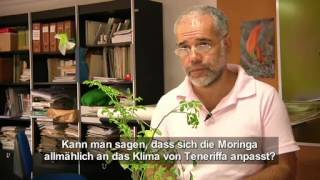 Moringa oleifera Dokumentarfilm [upl. by Nobel]