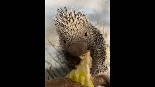 Porcupine Cronches [upl. by Lavud]