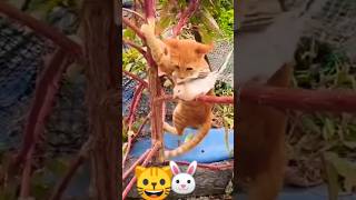 bacao youtube viralvideo cat funny short song [upl. by Zsolway]