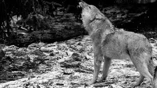 Ululato lupo DA BRIVIDI IR Plus 110 gradi  Wild Wolf Howling Canis lupus italicus [upl. by Chase651]