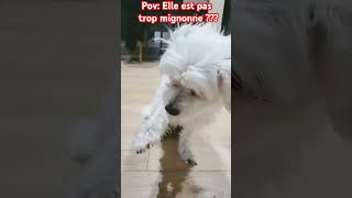 Trop mignonne  abonnetoi animaux pets trend trending chien [upl. by Ariet]