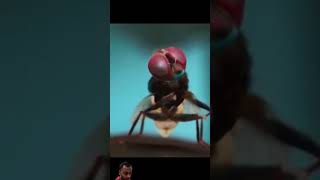 EEGA 2 Hindi trailer ss Rajamouli Ram charan samantha shorts video [upl. by Lyreb]