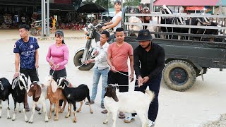 Use 3wheeled Vehicle To Buy Farmers Goat Herd  Harvesting Goats Goes To The Market Sell [upl. by Esor142]