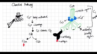 Complement System Classical Lectin and Alternative Pathway Explained complementsystem [upl. by Elyak]