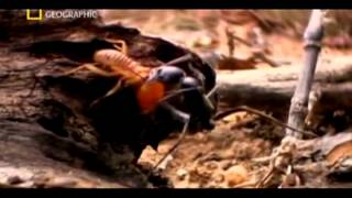 Matabele ants vs termite soldiers [upl. by Leuamme22]