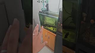 Notícia muito triste mais hoje e necessária Dei fim a dois aquarios shortvideo peixe fish viral [upl. by Ahsikram937]