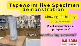 Tapeworm  tapeworm live Specimen  omlabs amazingfacts biology cbse education celldivision [upl. by Kella106]