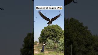 Hunting of eagles 🦅😱 birds hunting shorts viralshorts youtubeshorts trendingshorts farming [upl. by Sven]