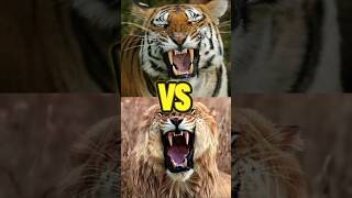 Tiger Vs Liger  Who Would Win This Fight animalbattle [upl. by Letnuhs27]