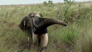 The Giant Anteater in Costa Rica [upl. by Novahs]