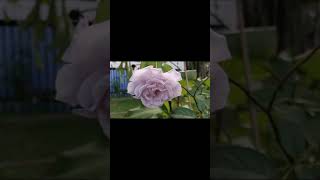 Rose Hybrid tea LagerfeldRoseHybridTeaLagerfeldShort video [upl. by Marquita637]