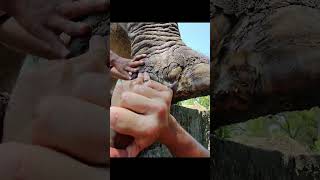 2024 Part 3 Continuing a difficult elephant foot abscess trim [upl. by Higginson]