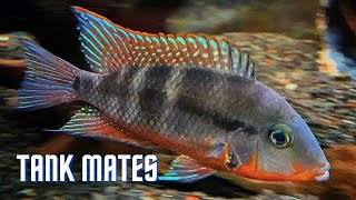 Top 10 Tank Mates for Firemouth Cichlids [upl. by Ylahtan]