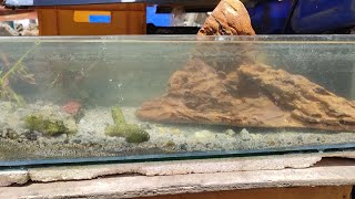 Update 7  Rescape ng long tank  Driftwood ðŸ”¥ [upl. by Robertson]