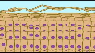 AP1 SKIN KERATINIZATION IN EPIDERMIS [upl. by Anerual]