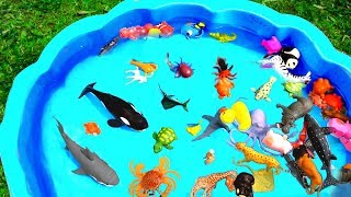 Learn Farm and Wild Zoo Animals In Blue Pool Water  Sharks For Kids [upl. by Hanonew]