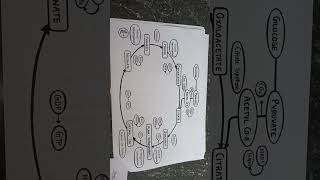 Citric acid cycle imperfect pharmacy or Krebs cycle rspharmacy vairalshort imperfect [upl. by Assadah]