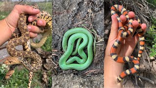 Catching Colorful Colorado Snakes  TONS of Bullsnakes [upl. by Garret]