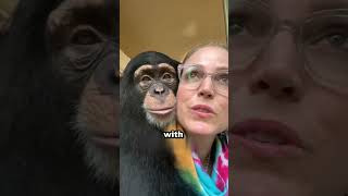 Couple reunites with chimpanzee after many years 🥺❤️ [upl. by Nappy]