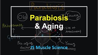 Parabiosis amp Aging  JS Muscle Science [upl. by Divadnahtanoj]