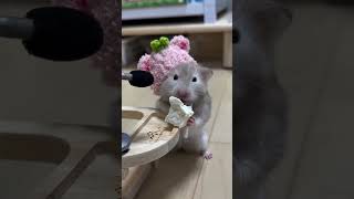 Cute is The REAL Reason Hamster Makes BETTER Pet hamsters 倉鼠 [upl. by Sirret]