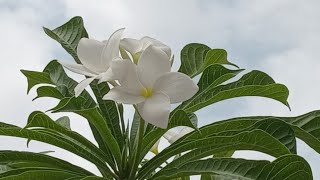 How to grow a tallvibrant amp dense plumeria pudicaNag champa plant  plants are vital perennial [upl. by Abrahan428]