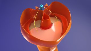 3D Body Cavities Embryology Part 3 Diaphragm  Congenital Diaphragmatic Hernia [upl. by Ahtanaram358]