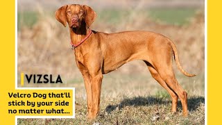 Mans Best Friend Amazing Facts About Vizsla Dogs  Hungarian Vizsla [upl. by Costello376]