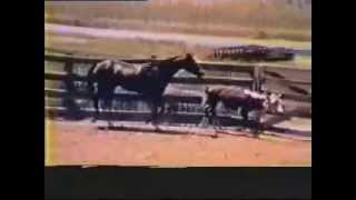 cow sense of a quarter horse free without rider Low [upl. by Esta736]