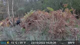 Wild Boars Passing by  Forest Of Dean [upl. by Idas]