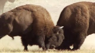 Bison Battle  Yellowstone  BBC Earth [upl. by Neddie888]