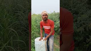 हां फकड्या viralshort kisanuniyan kisankidunya kisangyan funny comedy sorts kisangani [upl. by Muhammad]