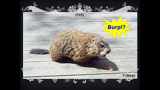 “Yellow” a funny visiting woodchuck groundhog Burps [upl. by Egiaf936]